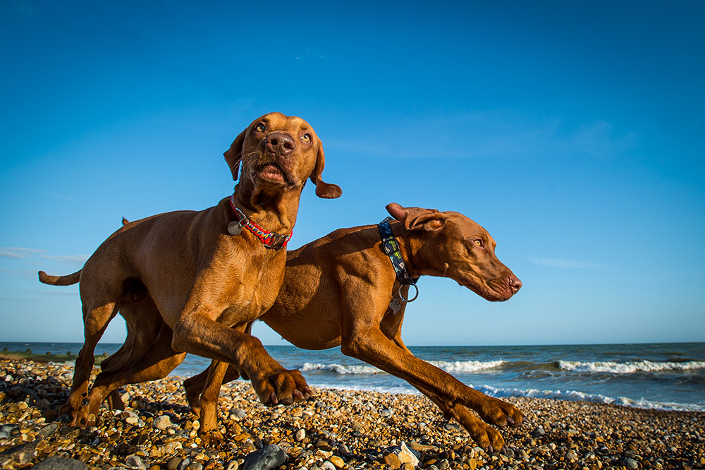Top tips for dog photography