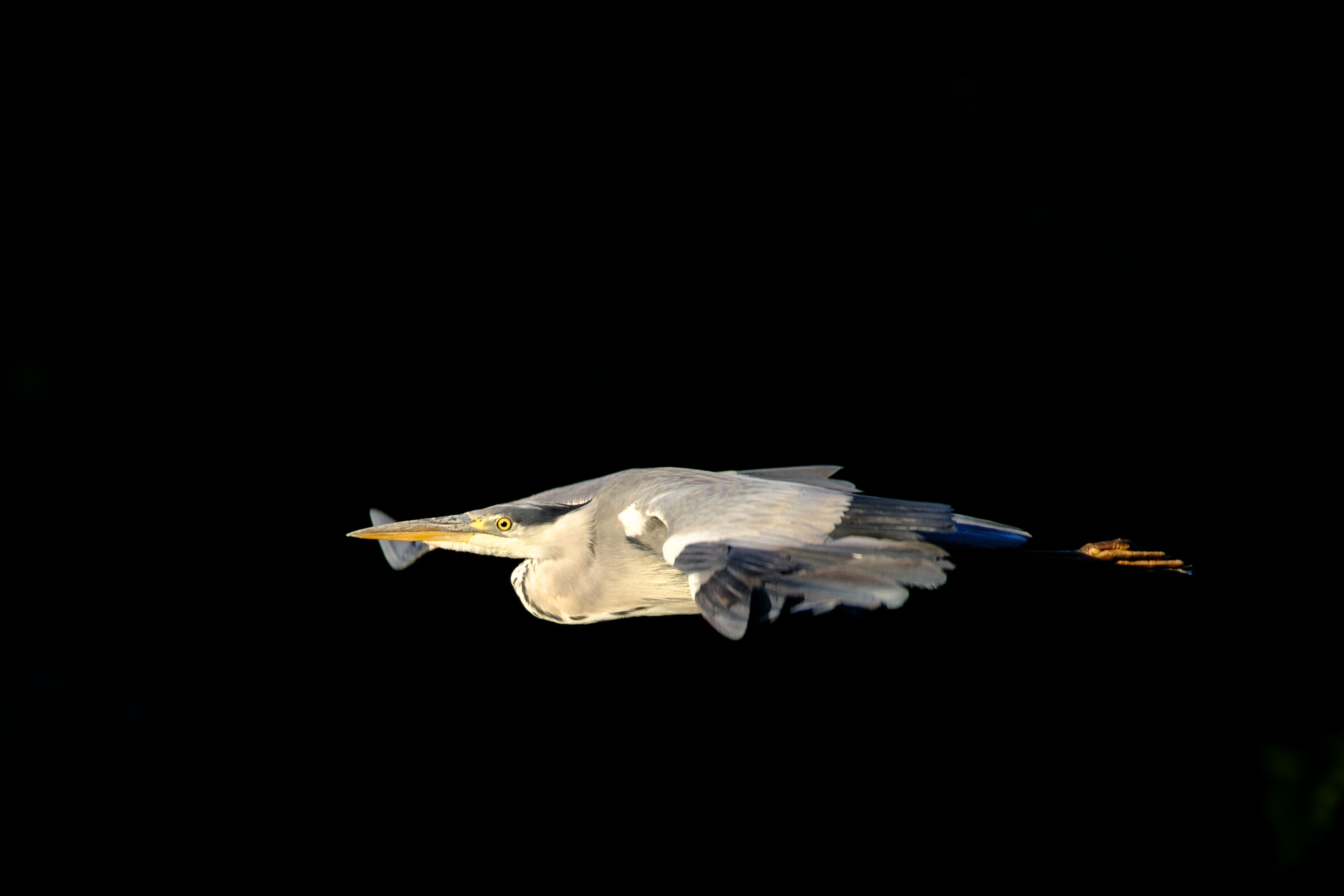 Fujifilm X-H2S bird in flight sample image 
