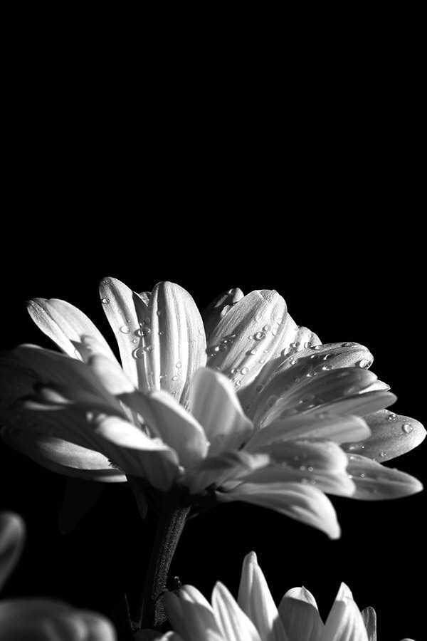 Growth. Image: Abbie Thomas black and white flower photo by birmingham city student