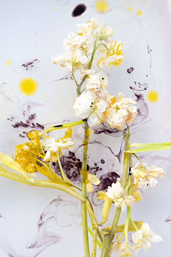 white flowers and stems flatlay with ink