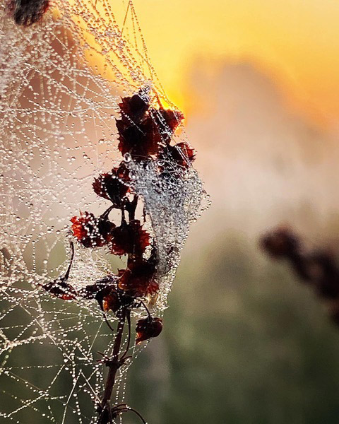 A cobweb on the common macro smartphone photo