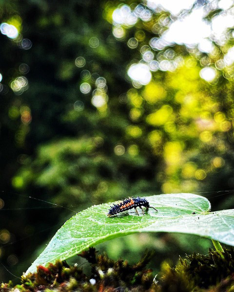 Ladybird larvae - captured by turning the phone upside down