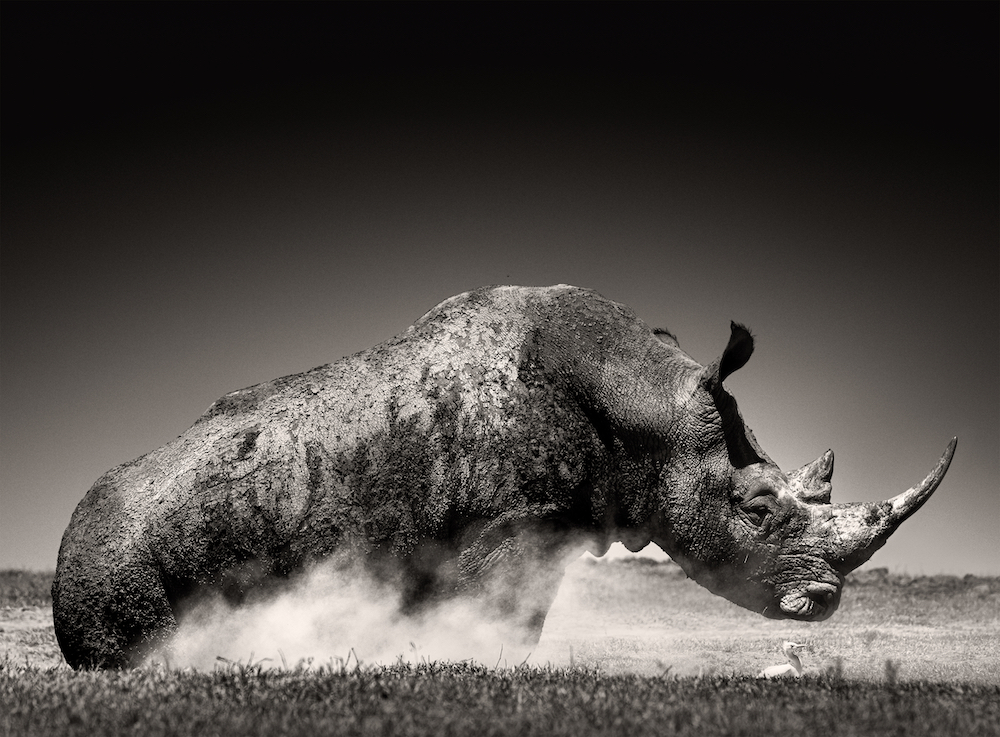 Rhino. © Joachim Schmeisser www.printsforwildlife.org