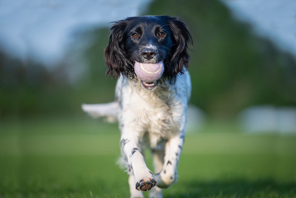 dog with tennis ball 