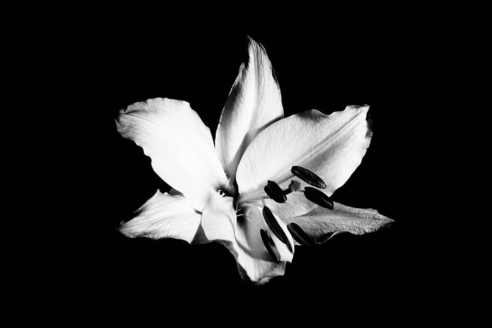 black and white lily photo by birmingham city student