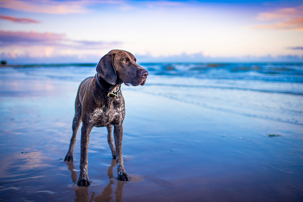 Top tips for dog photography