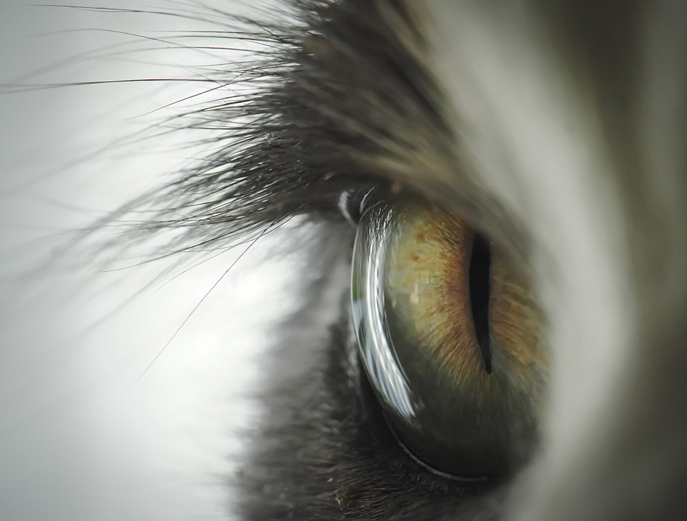 cats eye very close-up best photographs