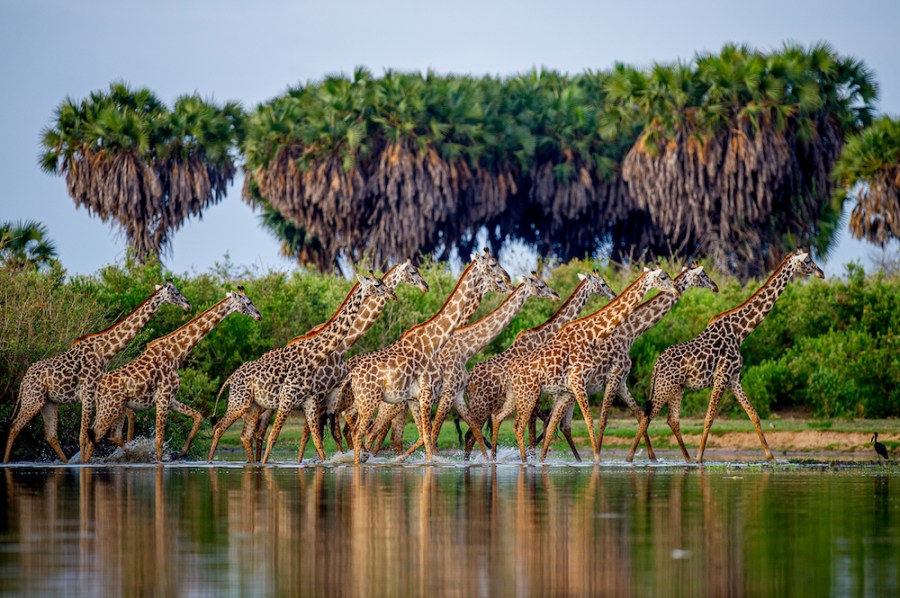 Giraffes at Lake Manze Camp, Selous Game Reserve, Tanzania. © Robert J. Ross www.printsforwildlife.org