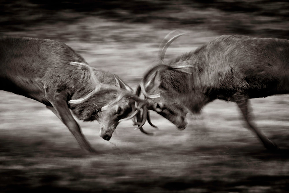 deer rut stags fighting