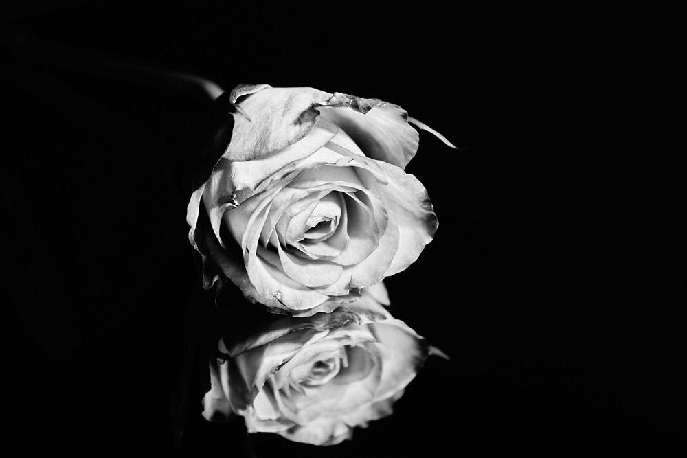 black and white rose photograph by birmingham city graduate