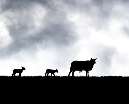 Silhouetted sheep. Image: © Andrew James