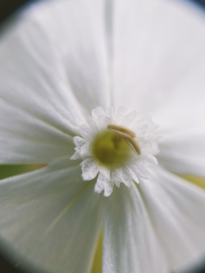 White campion (Silene latifolia or alba) macro smartphone photo