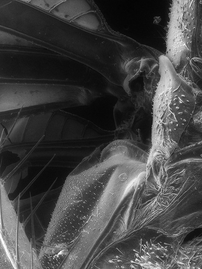 Scanning Electron Microscopy insect image by university of portsmouth student