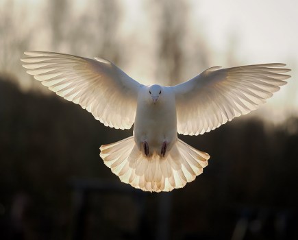 white dove in flight © Tesni Ward