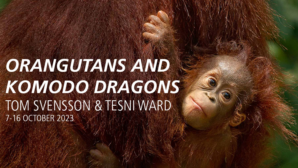 orangutans and komodo dragon wildlife photography holidays