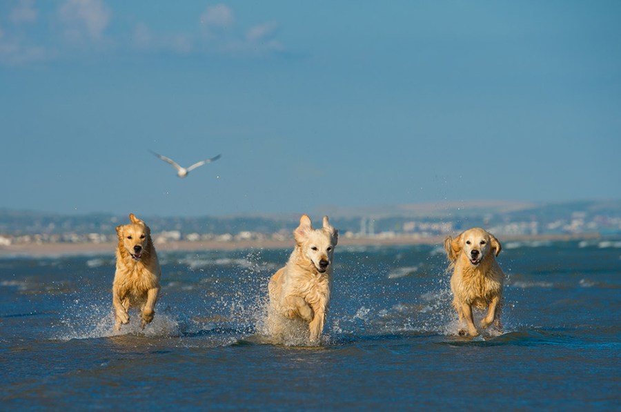 three golden retriever dogs running in the sea
