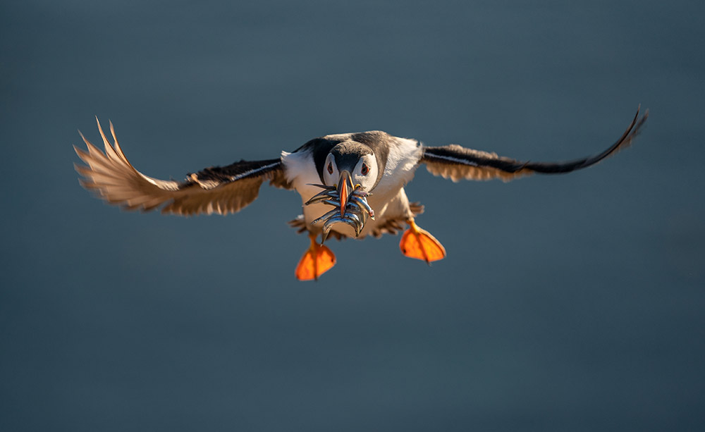 The Sony A1 nailed the focus on the most important part of the flying puffin in this image. © Will Burrard-Lucas