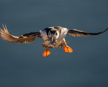 puffin with small fish in its beak mid flight