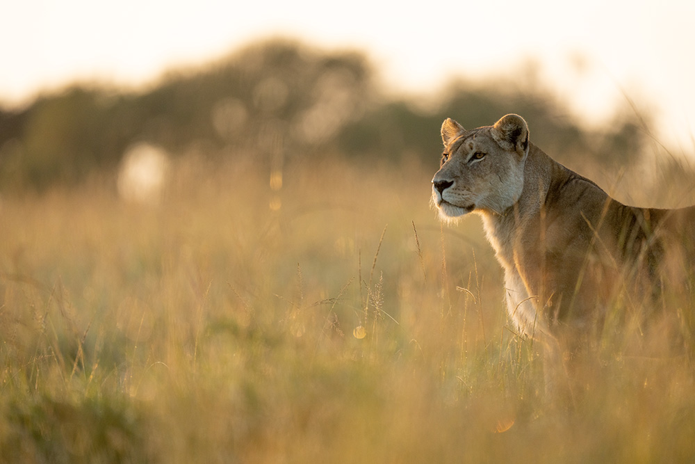 If an eye is visible in the scene, the Sony A1 can be relied upon to autofocus on it. © Will Burrard-Lucas
