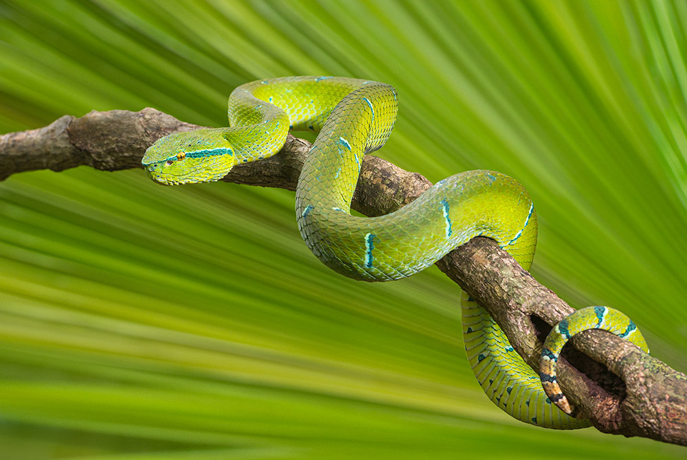 Bornean green keeled pit viper, Indonesia. green leaf better backgrounds