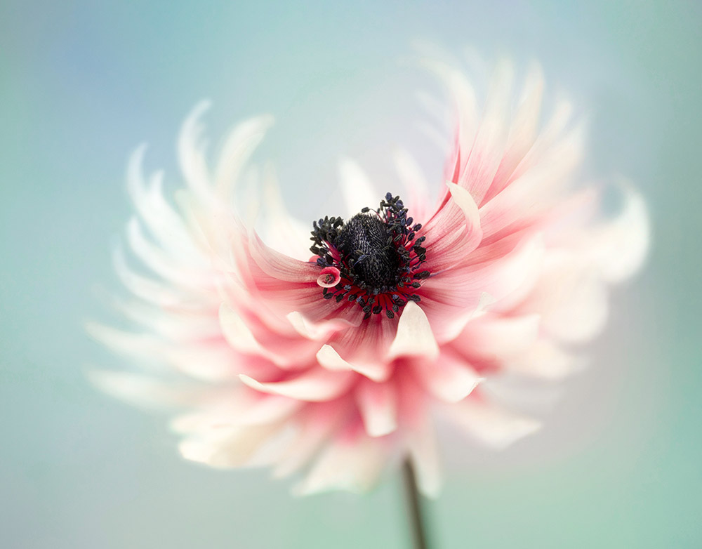 close-ups of pink anemone
