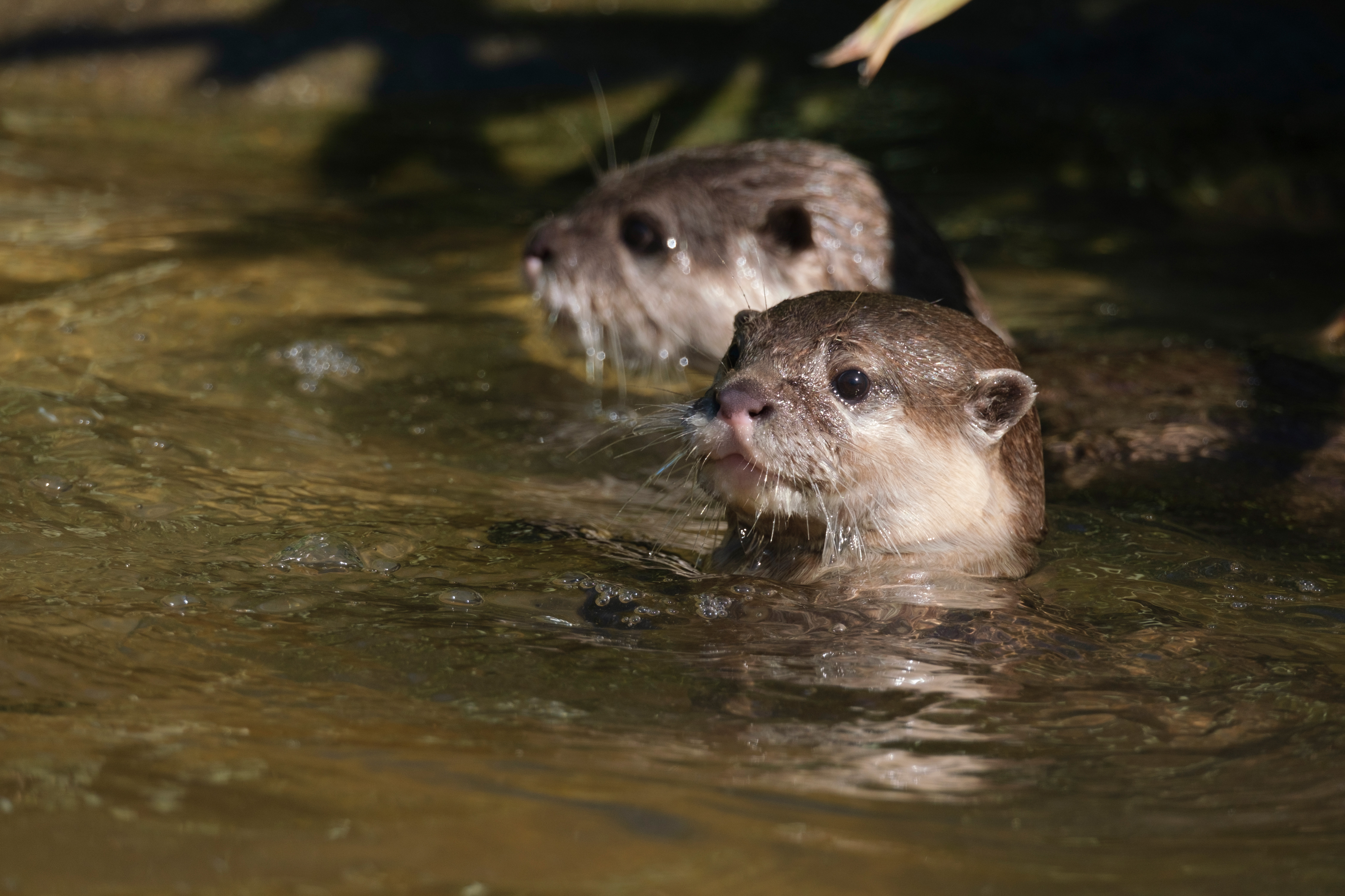 Otters, photo (C) Angela Nicholson, X-S10, 1/800s, f/7.1, ISO400, 451mm (677mm equivalent)