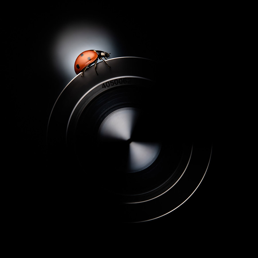 a red ladybird walks over a black camera lens close-up