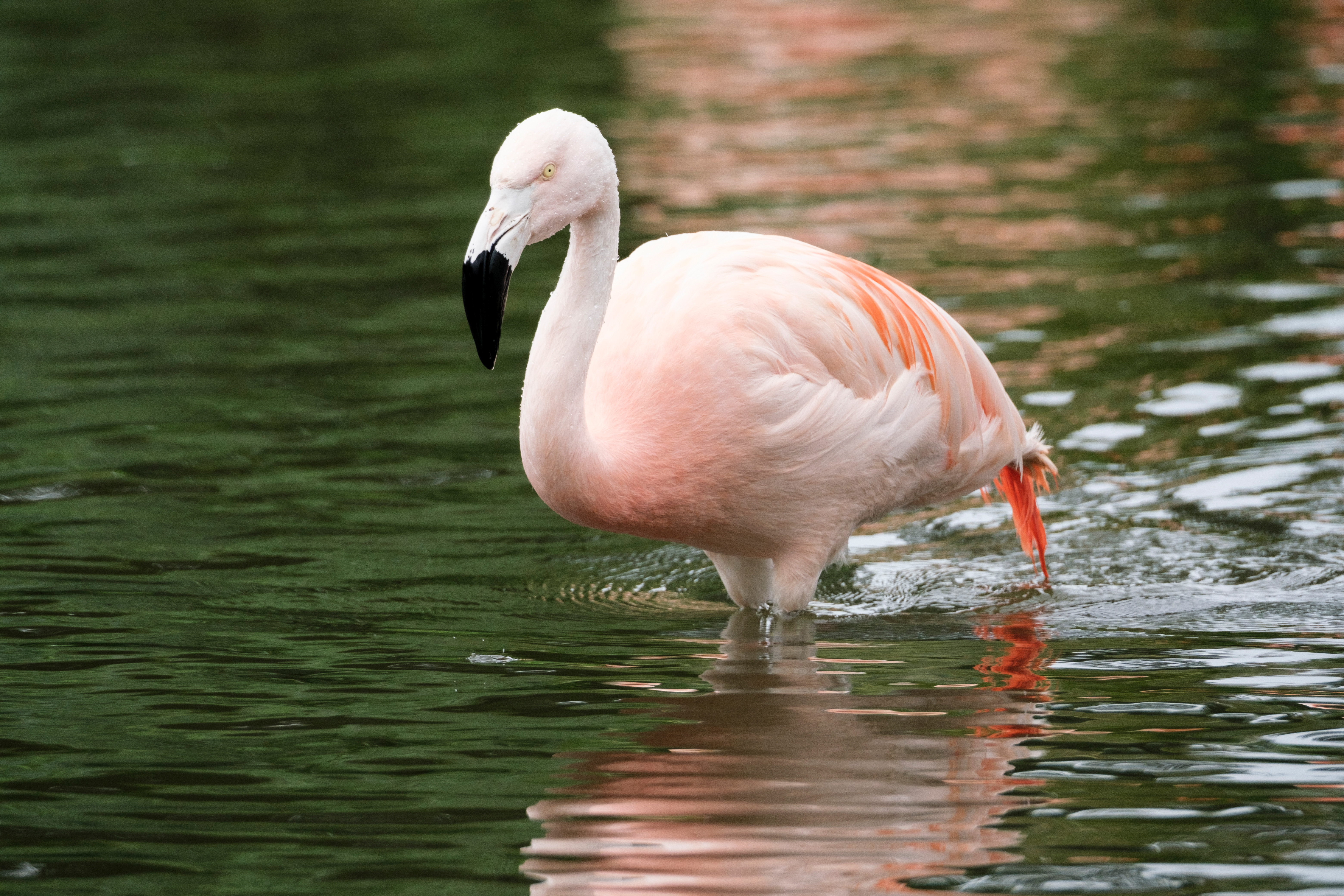 Flamingo, photo (C) Angela Nicholson, X-H2S, 1/800s, f/7.1, ISO1000, 436mm (653mm equivalent)