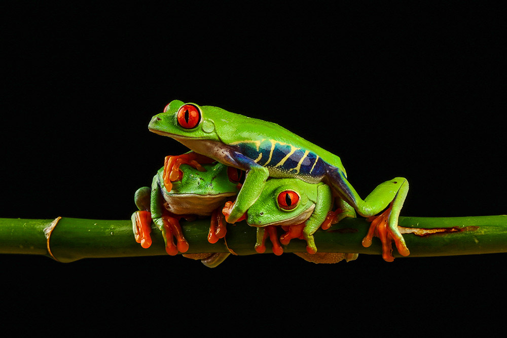 three green exotic frogs on a branch climb over eachother close-up winners