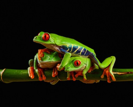 three green exotic frogs on a branch climb over eachother close-up winners