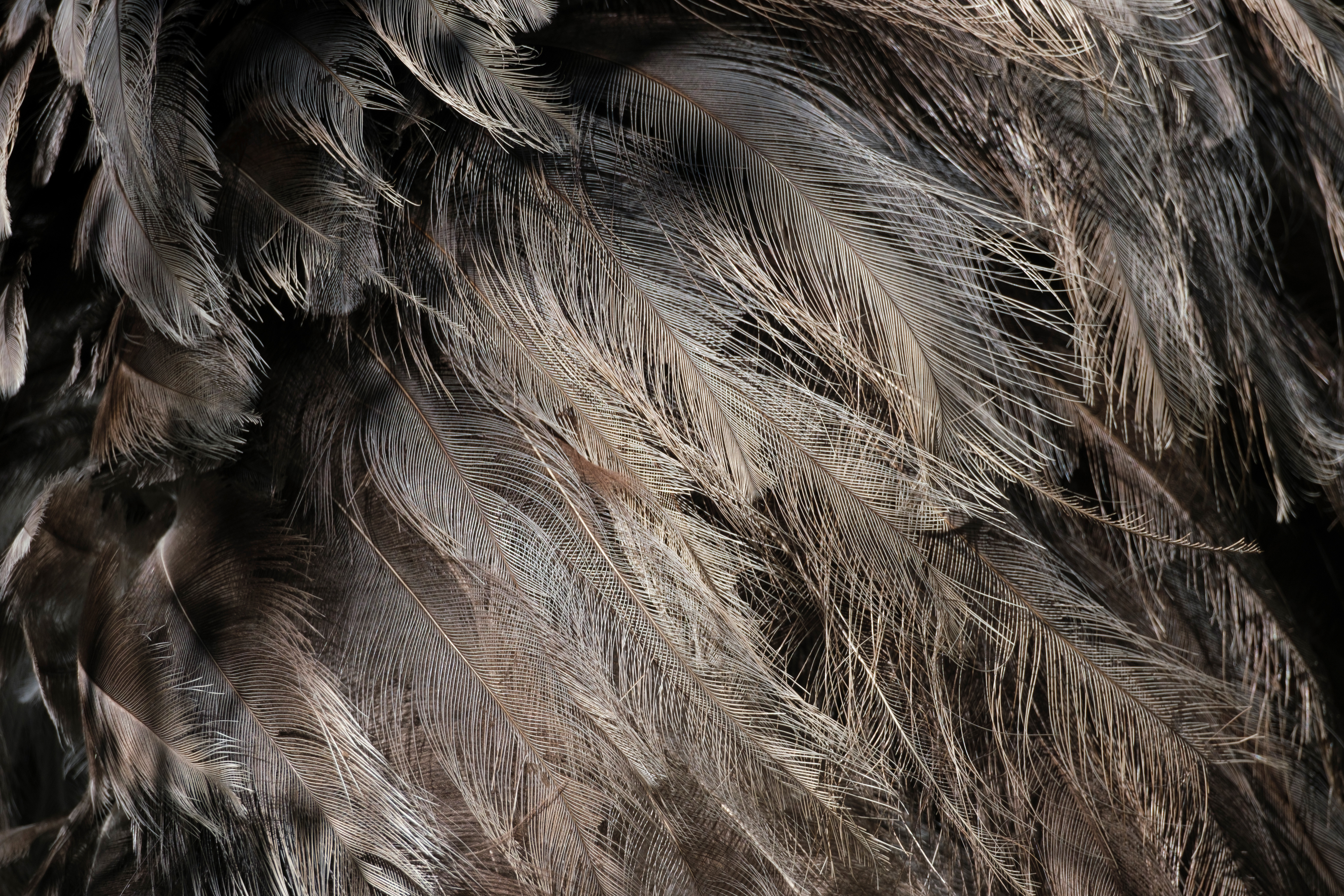 Feathers, photo (C) Angela Nicholson, X-S10, 1/800s, f/7.1, ISO320, 502mm (753mm equivalent)