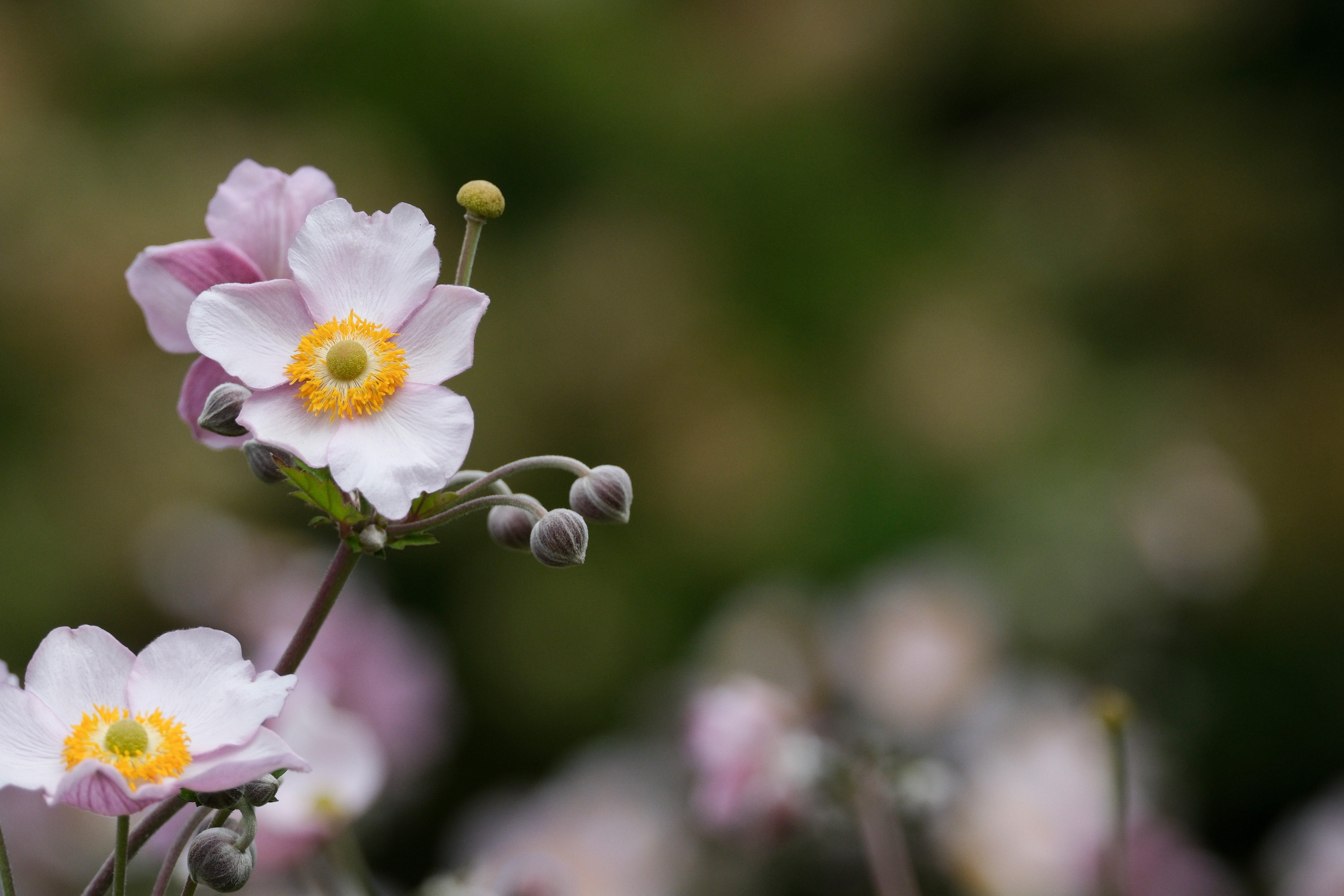 Flowers and bokeh, photo (C) Sarah Williams, X-H2S, 1/2000s, f/8, ISO800, 294mm (442mm equivalent)