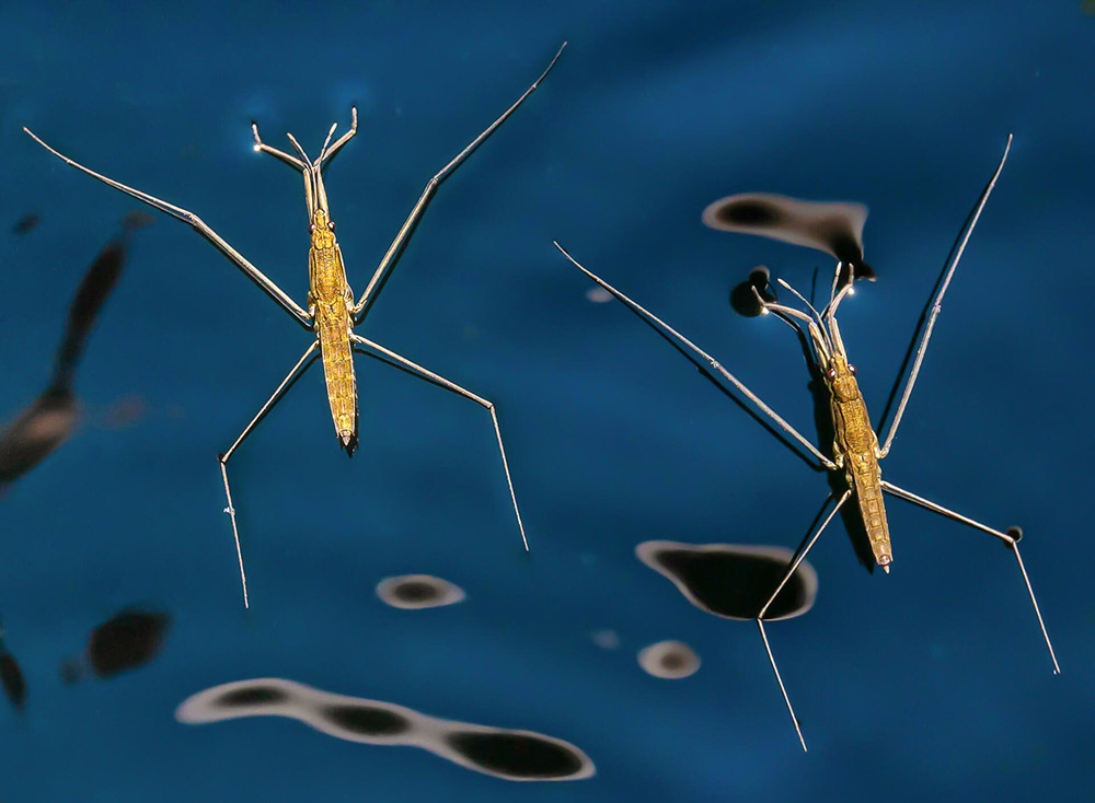 looking down at two waterskaters on the surface on a pond of water close-up winners