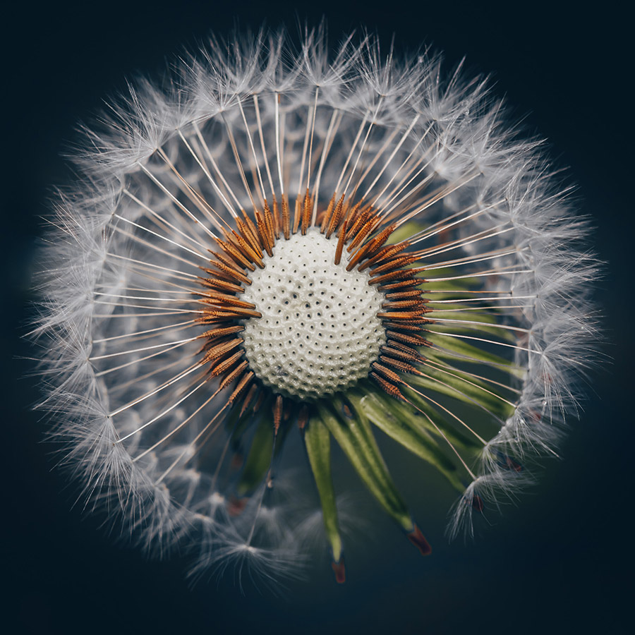 close-up view of a dandelion some removed to reveal shape of a clock