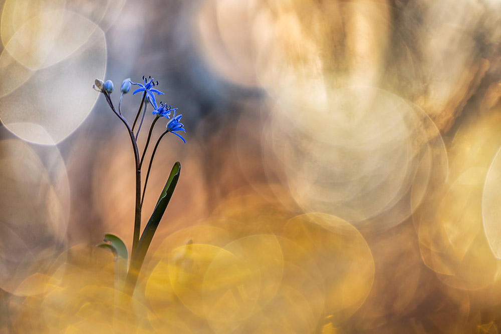 Alpine squill with surrounding yellow bokeh and swirls of light – a combination of natural and artificial sources