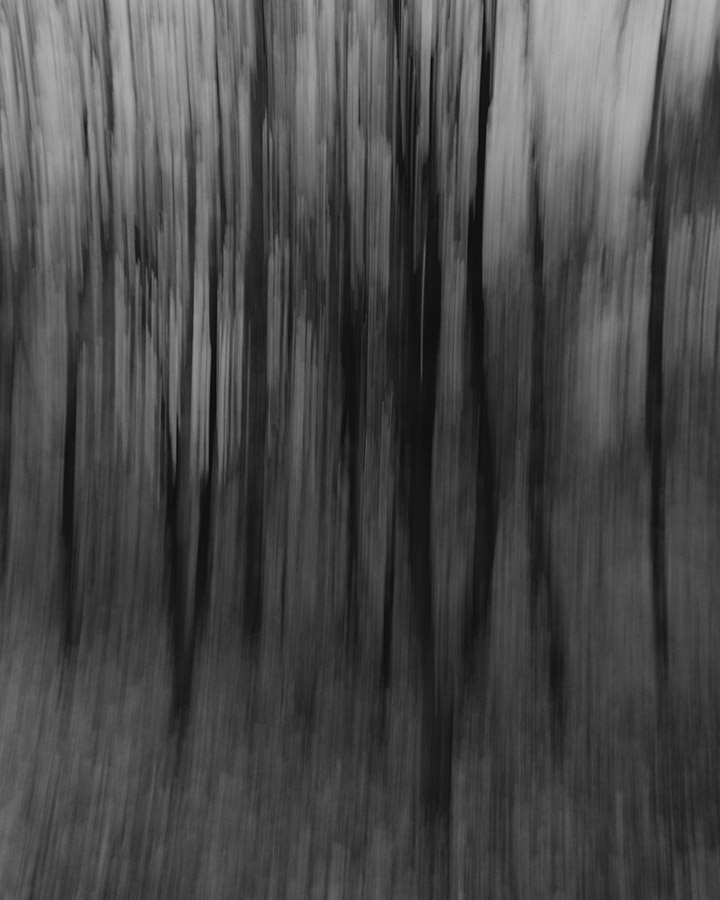 Wood Land, intentional camera movement Mamiya RZ67 Pro II, 65mm lens. Ilford HP5 Film. Image: Caroline Rooke