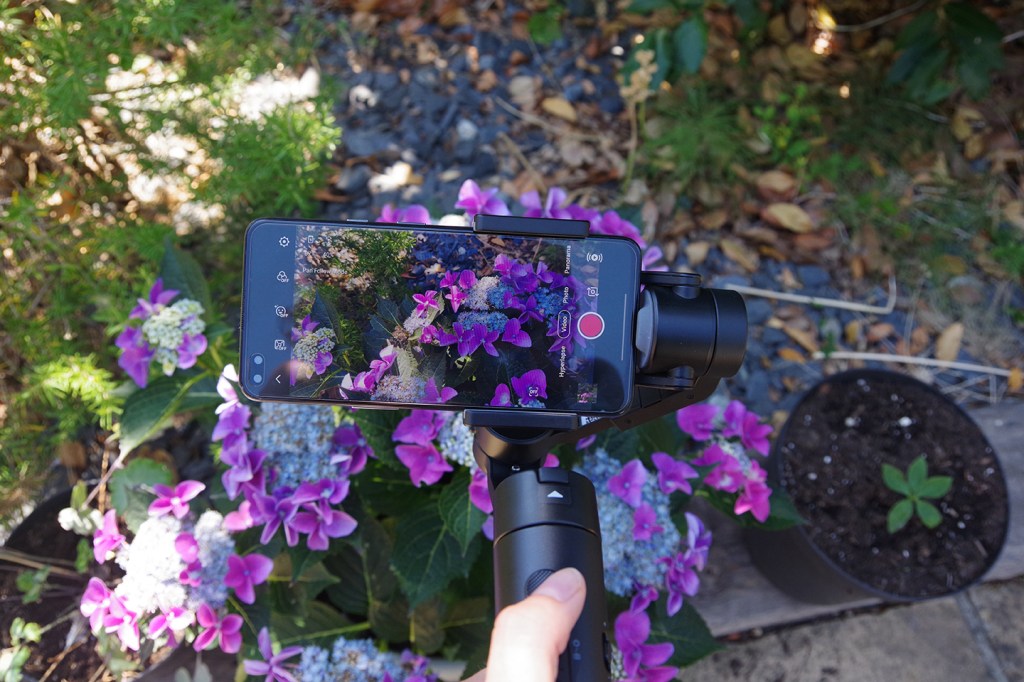 asus zengimbal looking at small purple flowers