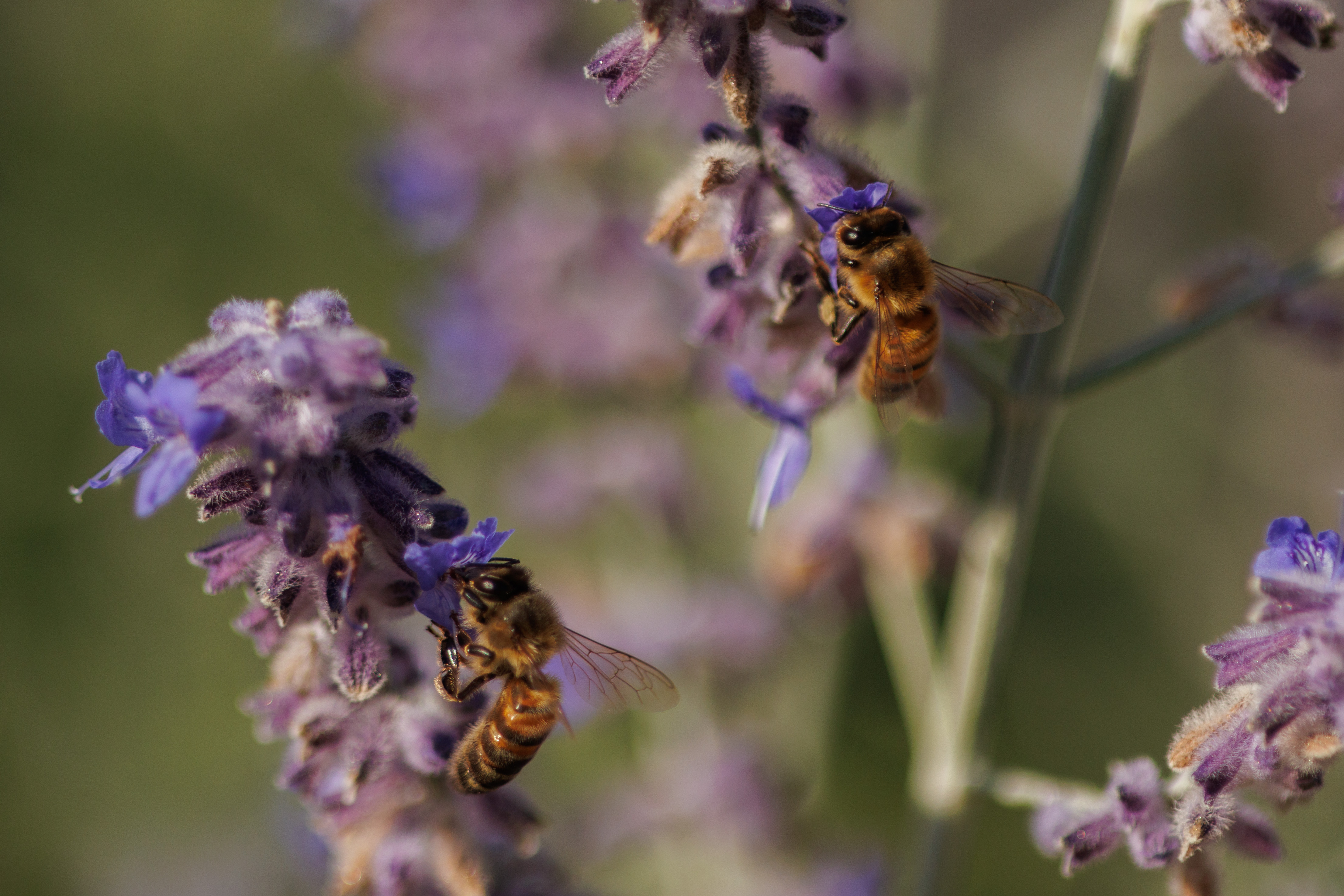Bees Canon EOS R10 sample image. Bees on lavender.