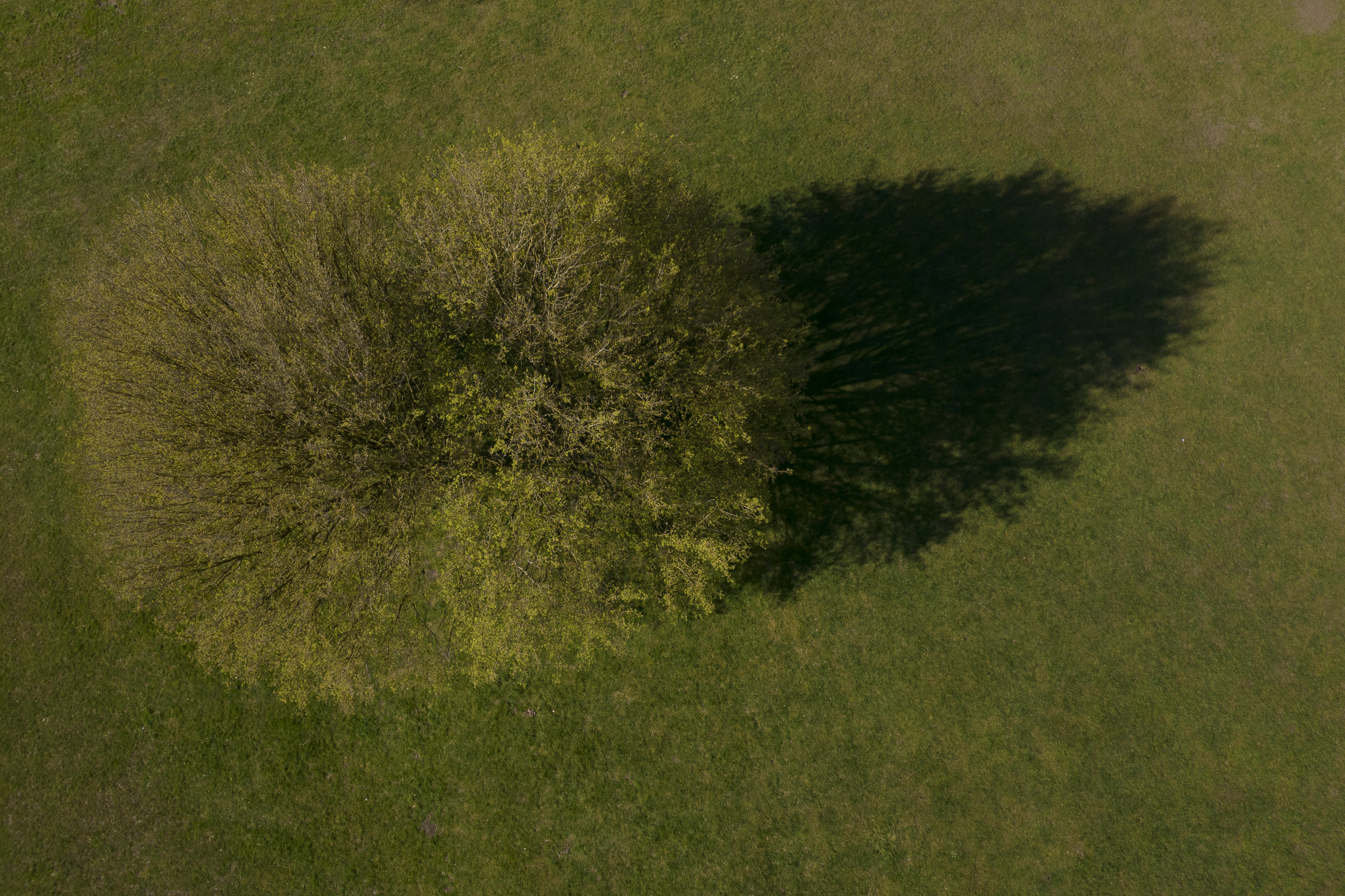 Tree from above, 1/80s, f/2.8, ISO100, 8mm, Angela Nicholson