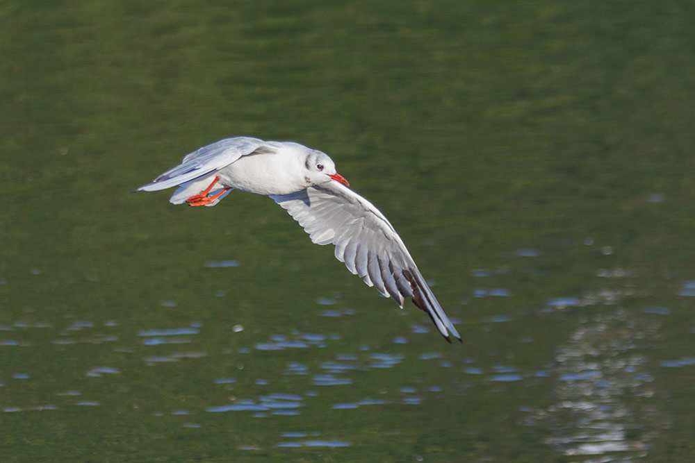 Canon EOS R10 review sample image: bird in flight photography by Andy Westlake
