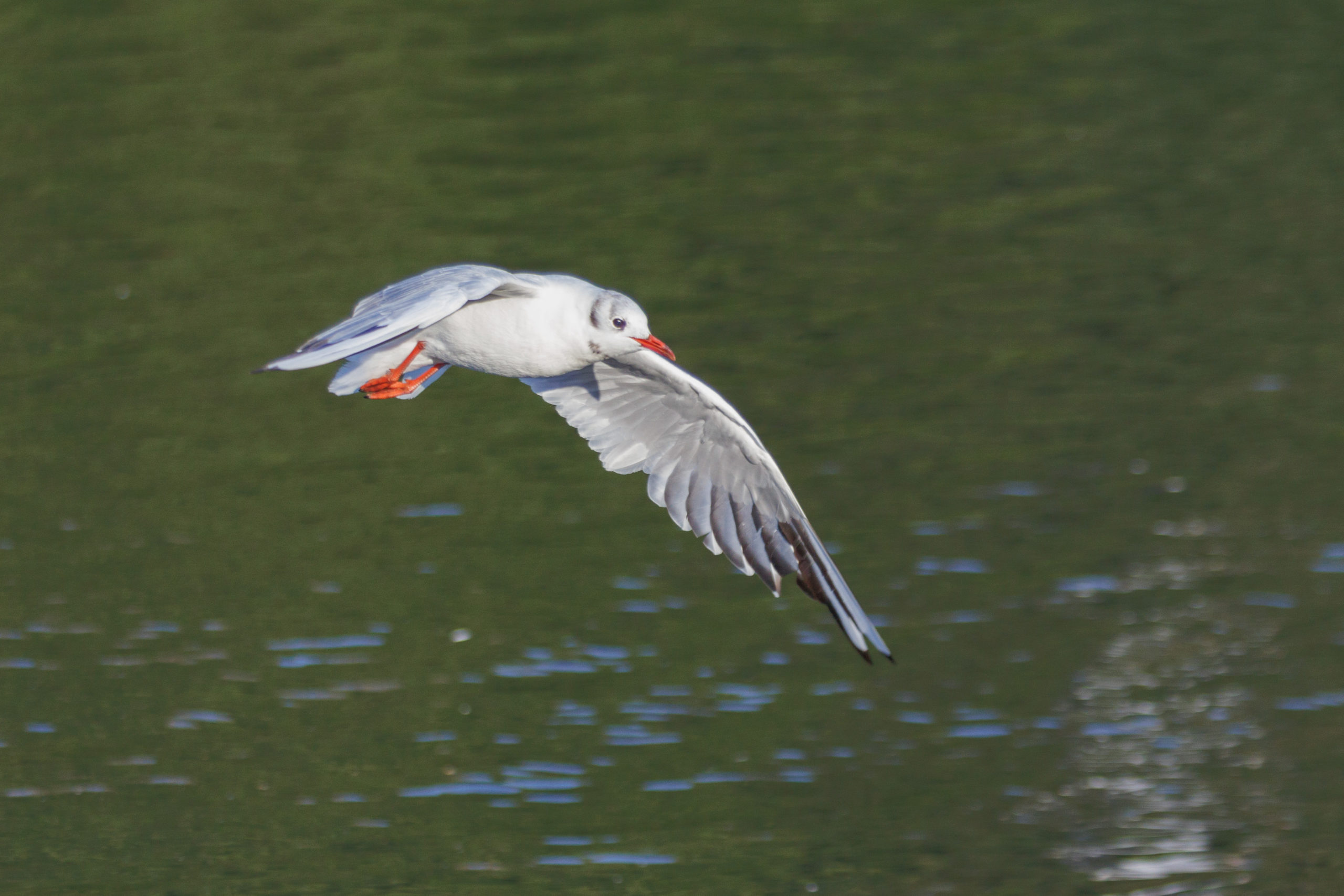 The best cameras for bird photography in 2024 Amateur Photographer