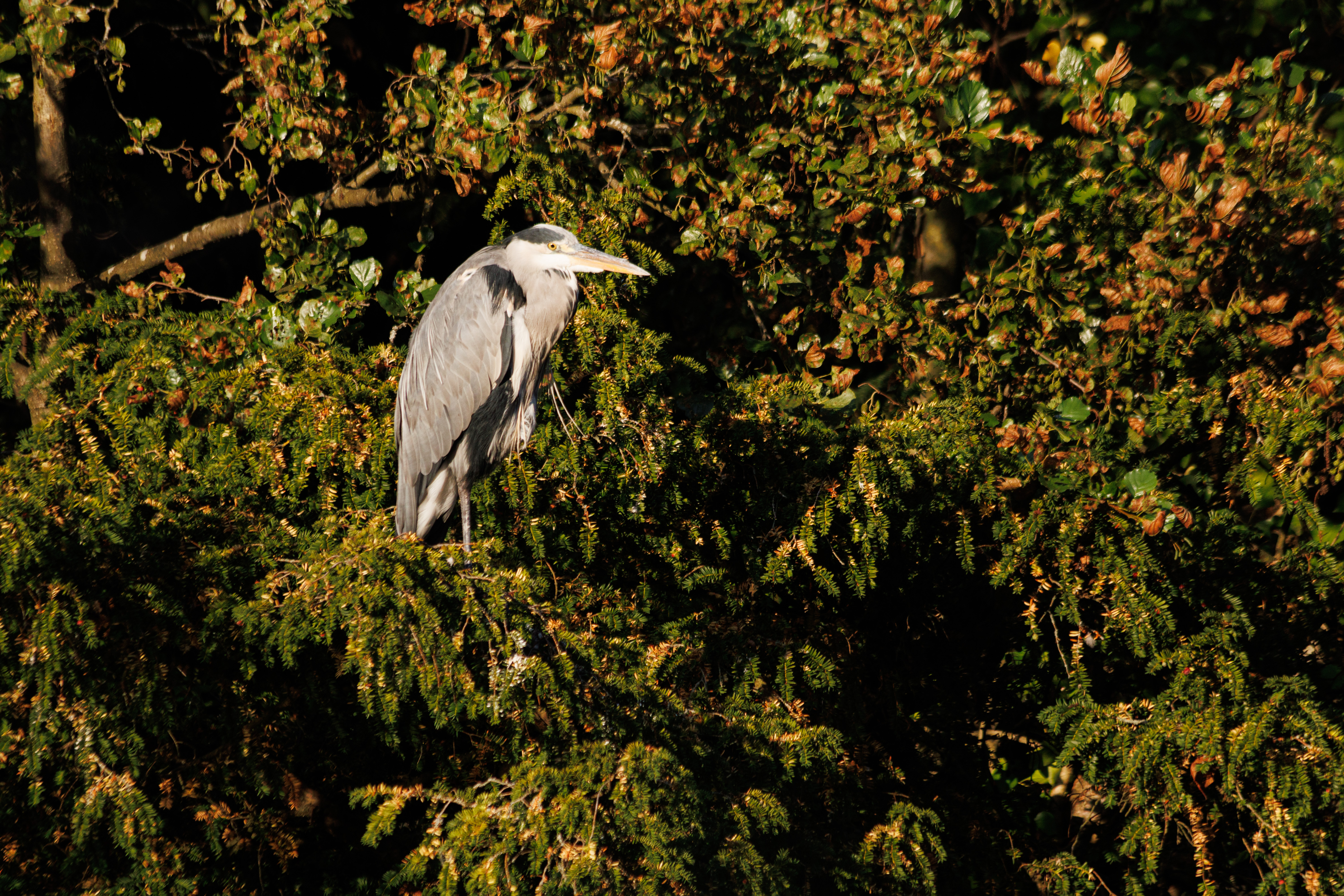 Heron perched on a tree, Canon EOS R10 sample image.