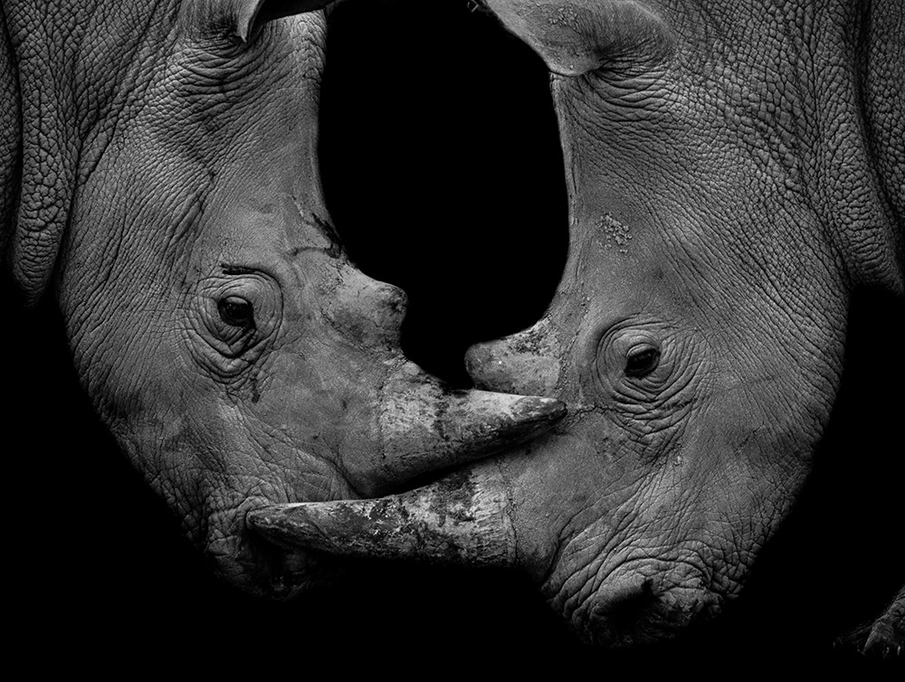 two rhinos interlocking horns in south africa