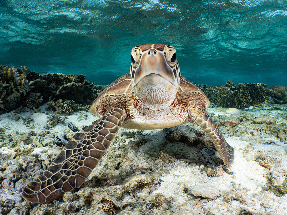 underwater turtle swimming towards camera close up best wildlife photos