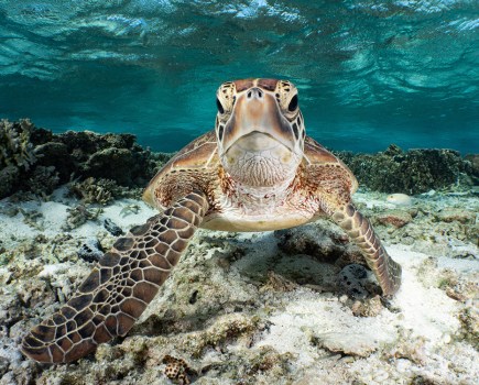 underwater close up portrait of a large tortoise best wildlife