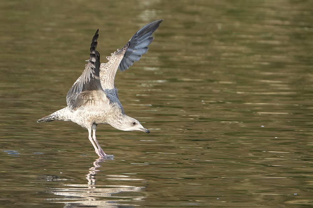 Sony A1 review sample image: bird photography by Andy Westlake