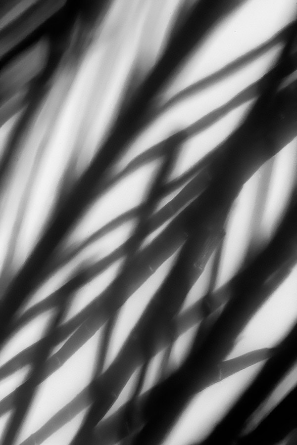 close up shadows of palm leaves westminster