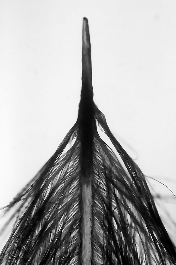 close up of a black feather