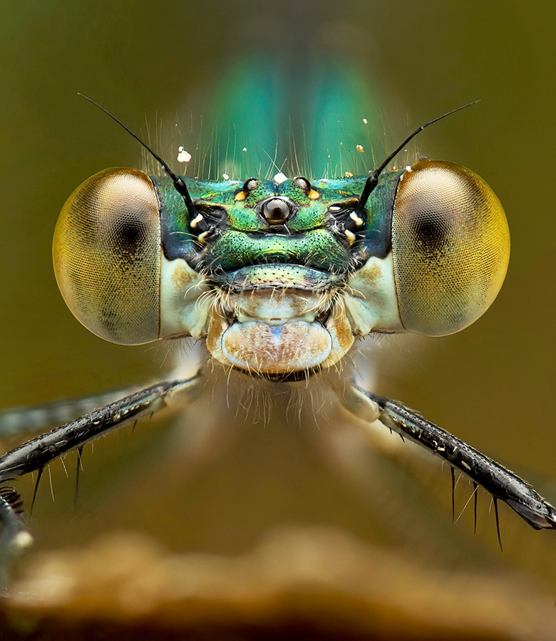 close-up portrait of emerald damselfly winners young apoy