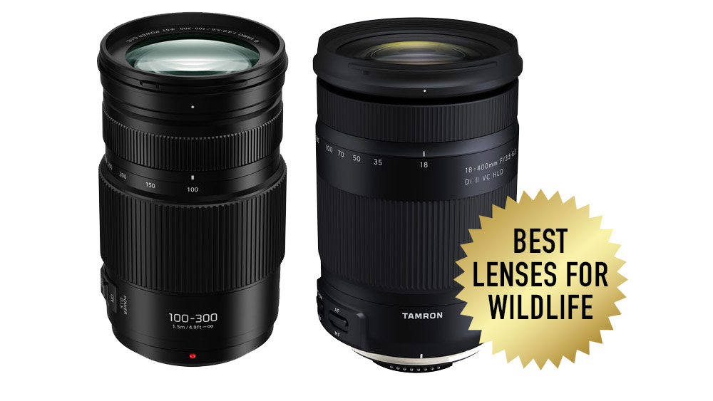 Best lenses for wildlife photography in 2023 - Amateur Photographer